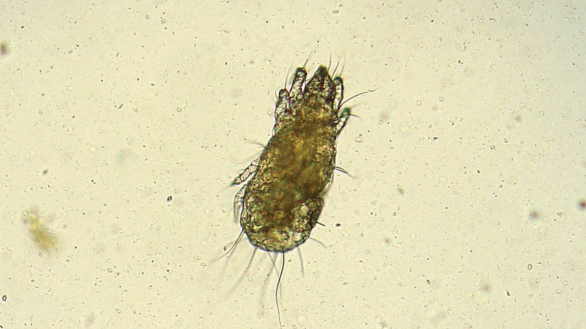 A grain mite by Joal Mills A grain mite by Joal Mills